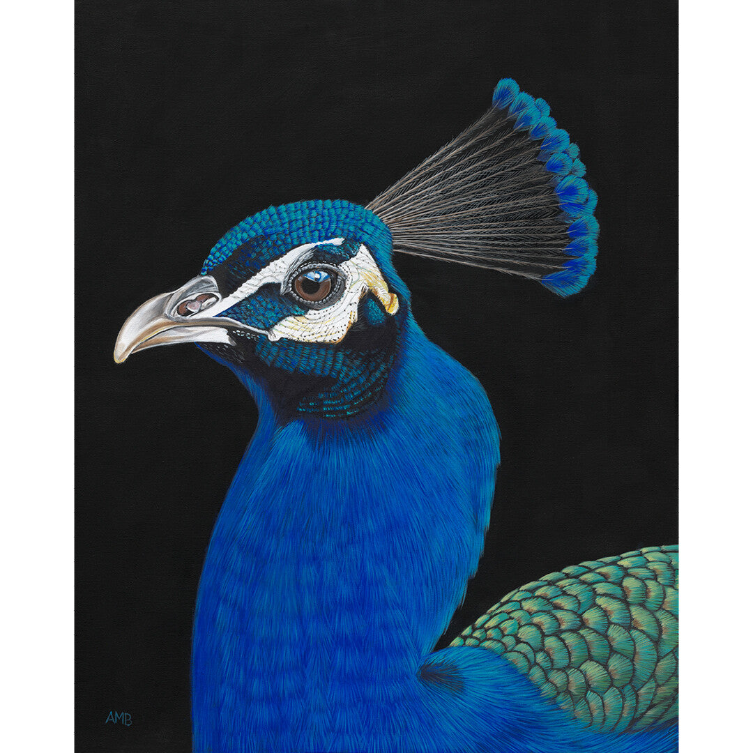 Anne-Marie Bloor Perry Peacock Fine Art Print