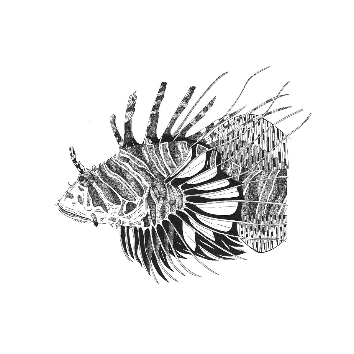 The Lionfish - Fine Art Print