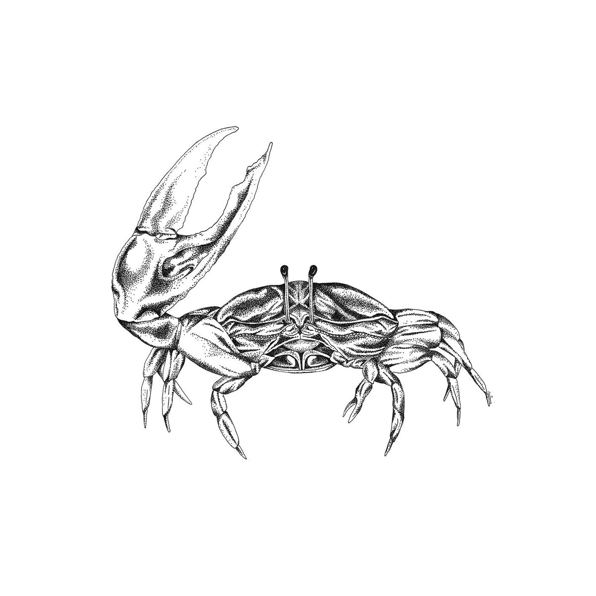The Crab - Fine Art Print