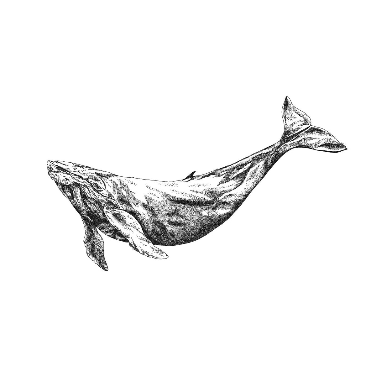 The Humpback Whale - Fine Art Print