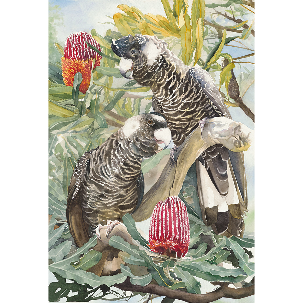 Serenade in the Banksia - Fine Art Print