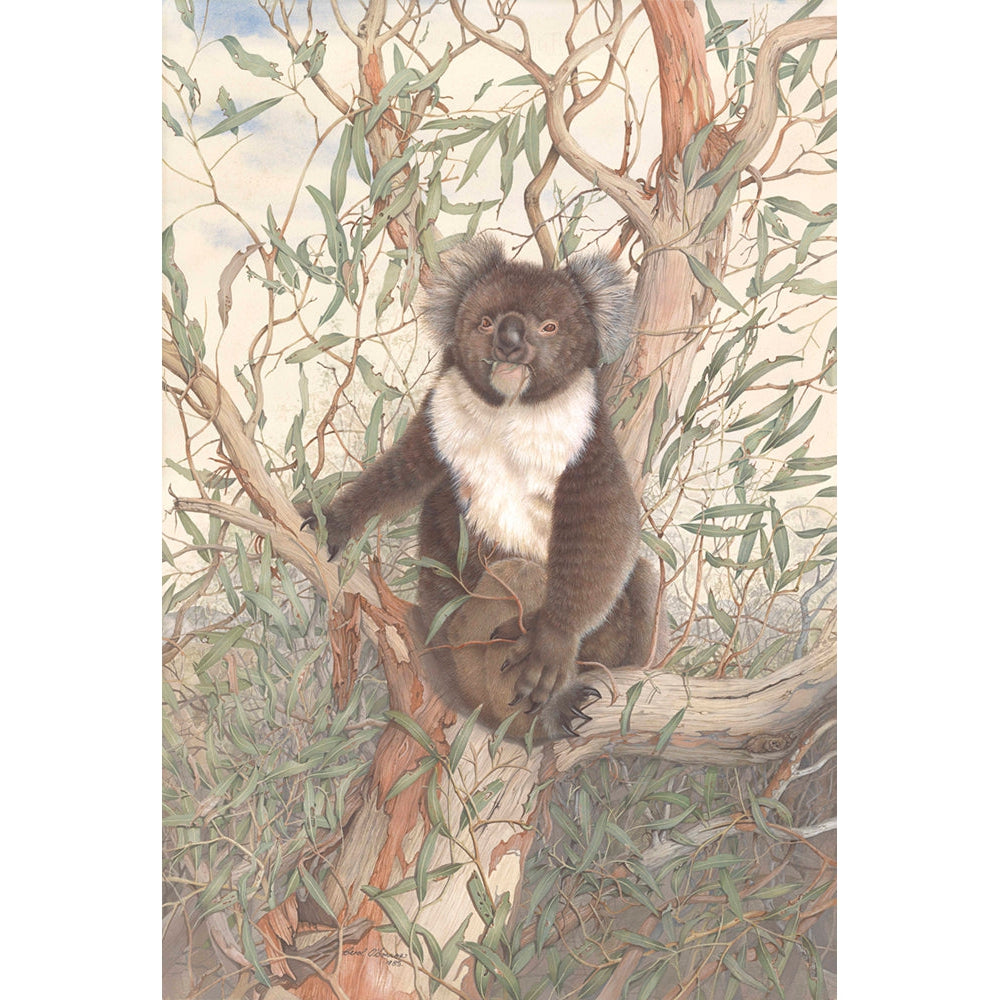 Koala - Fine Art Print