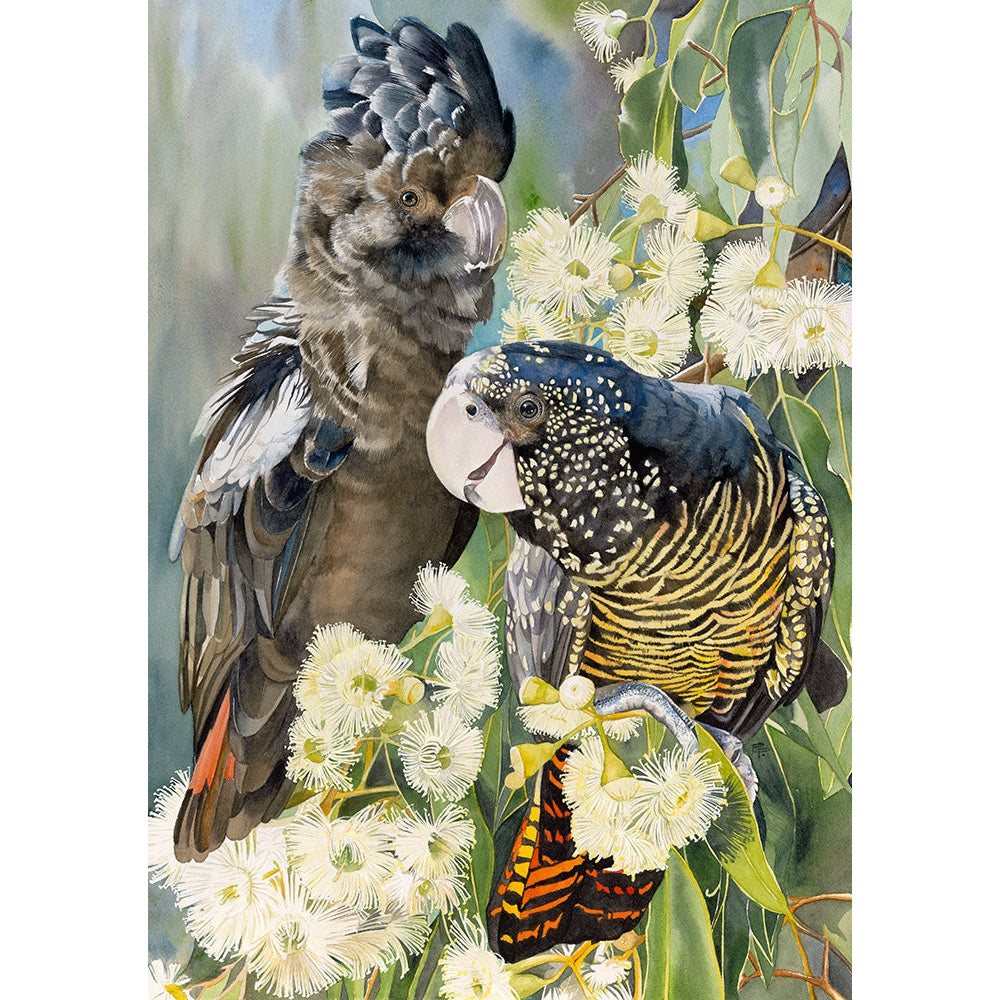 Duet: Red Tailed Black Cockatoo Pair - Fine Art Print