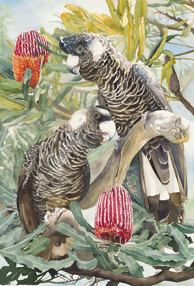 Serenade in the Banksia - Framed Fine Art Print