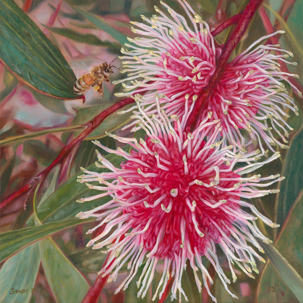 Hakea - Fine Art Print