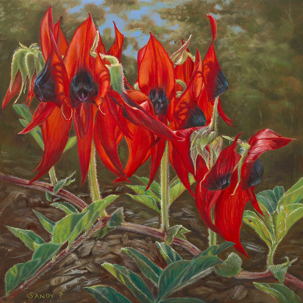 Desert Pea - Fine Art Print