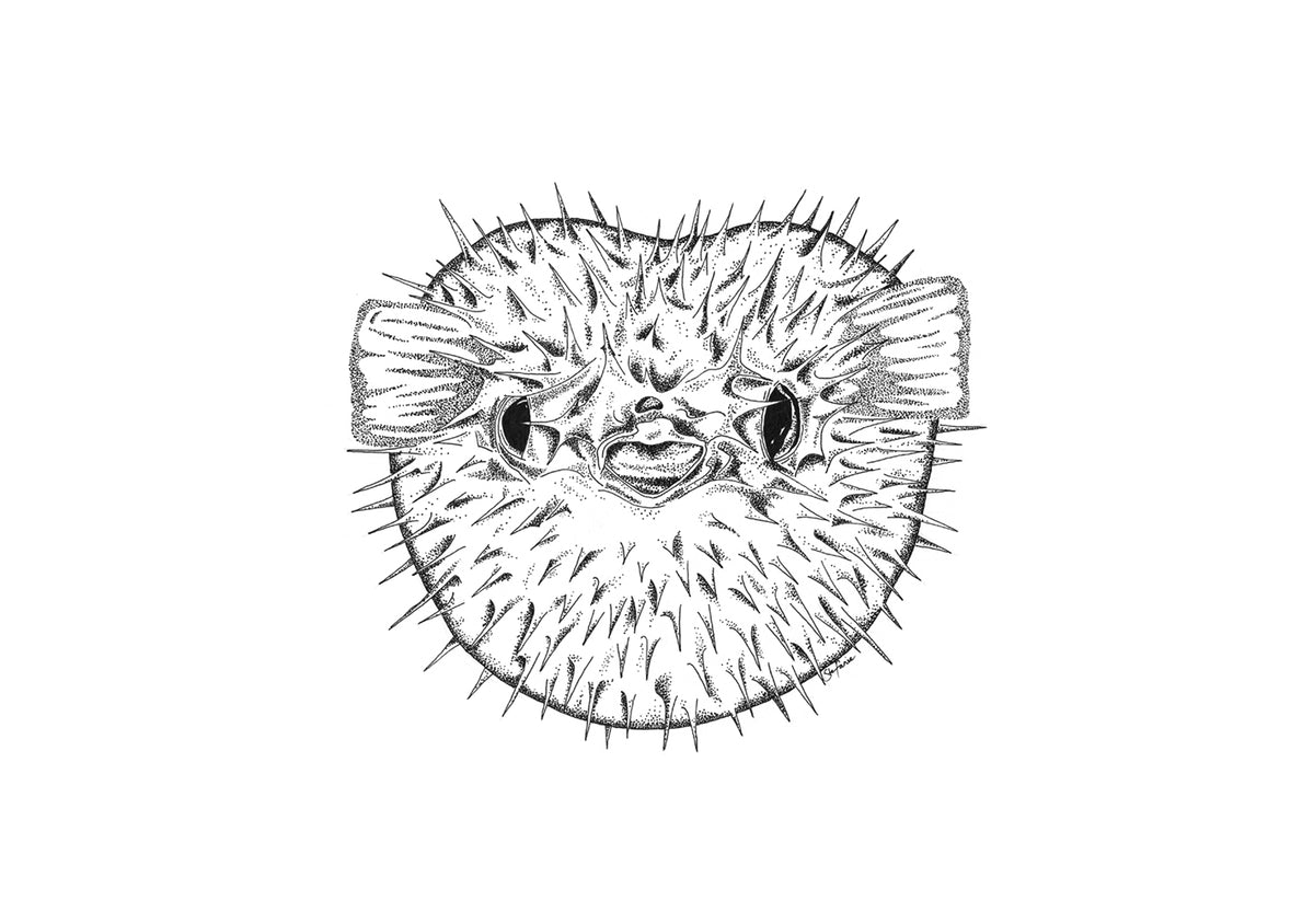 Pufferfish - Fine Art Print