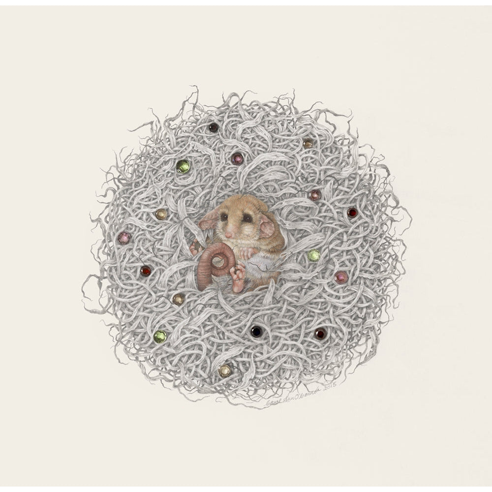 Pygmy Possum - Fine Art Print