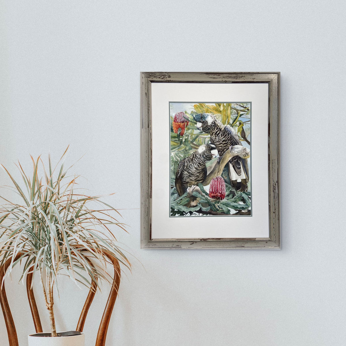 Serenade in the Banksia - Framed Fine Art Print