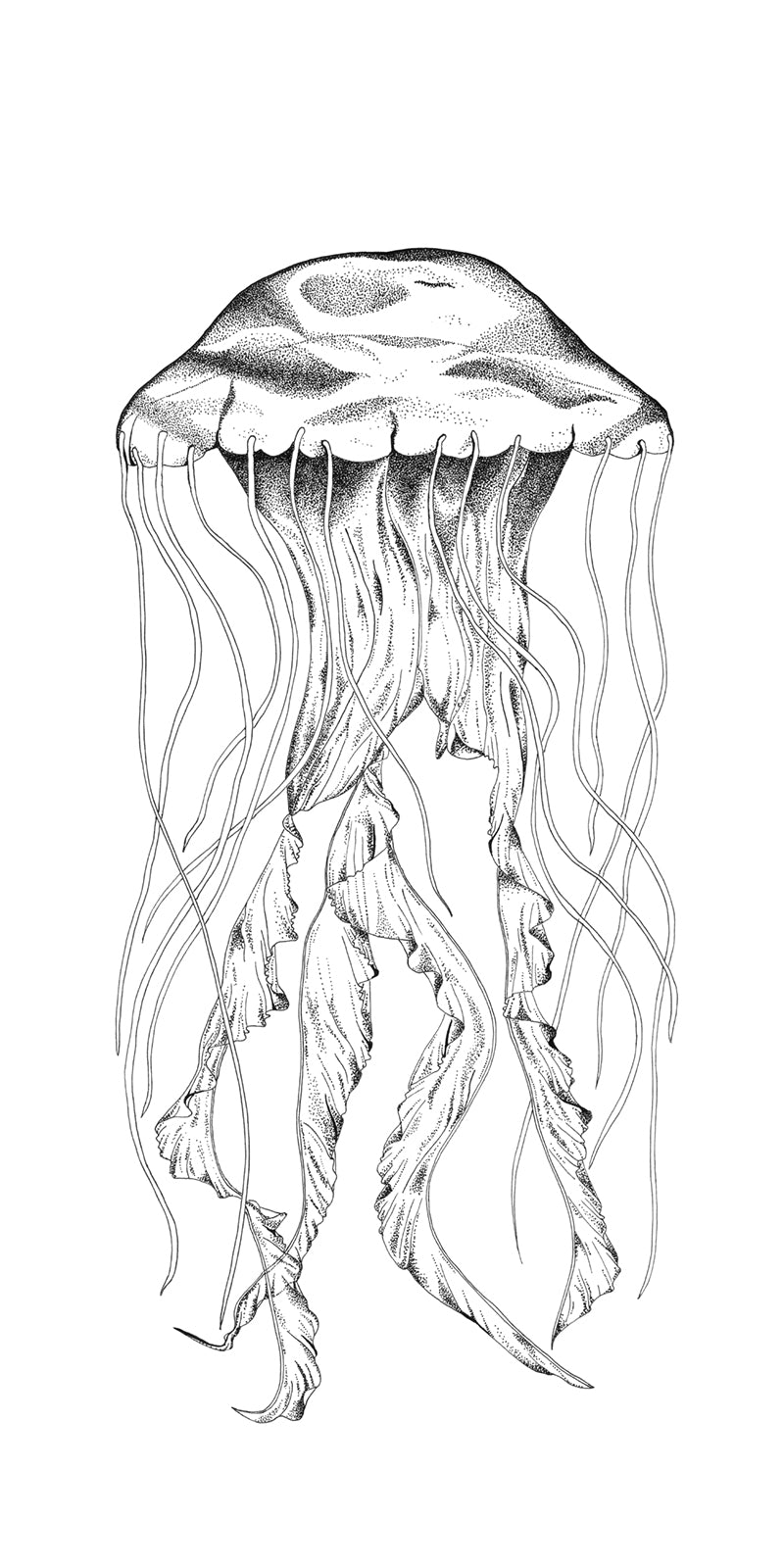 The Jellyfish - Fine Art Print