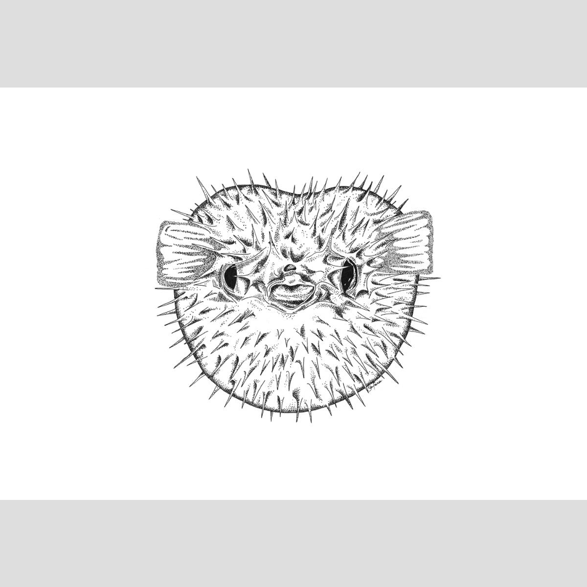 Pufferfish - Fine Art Print