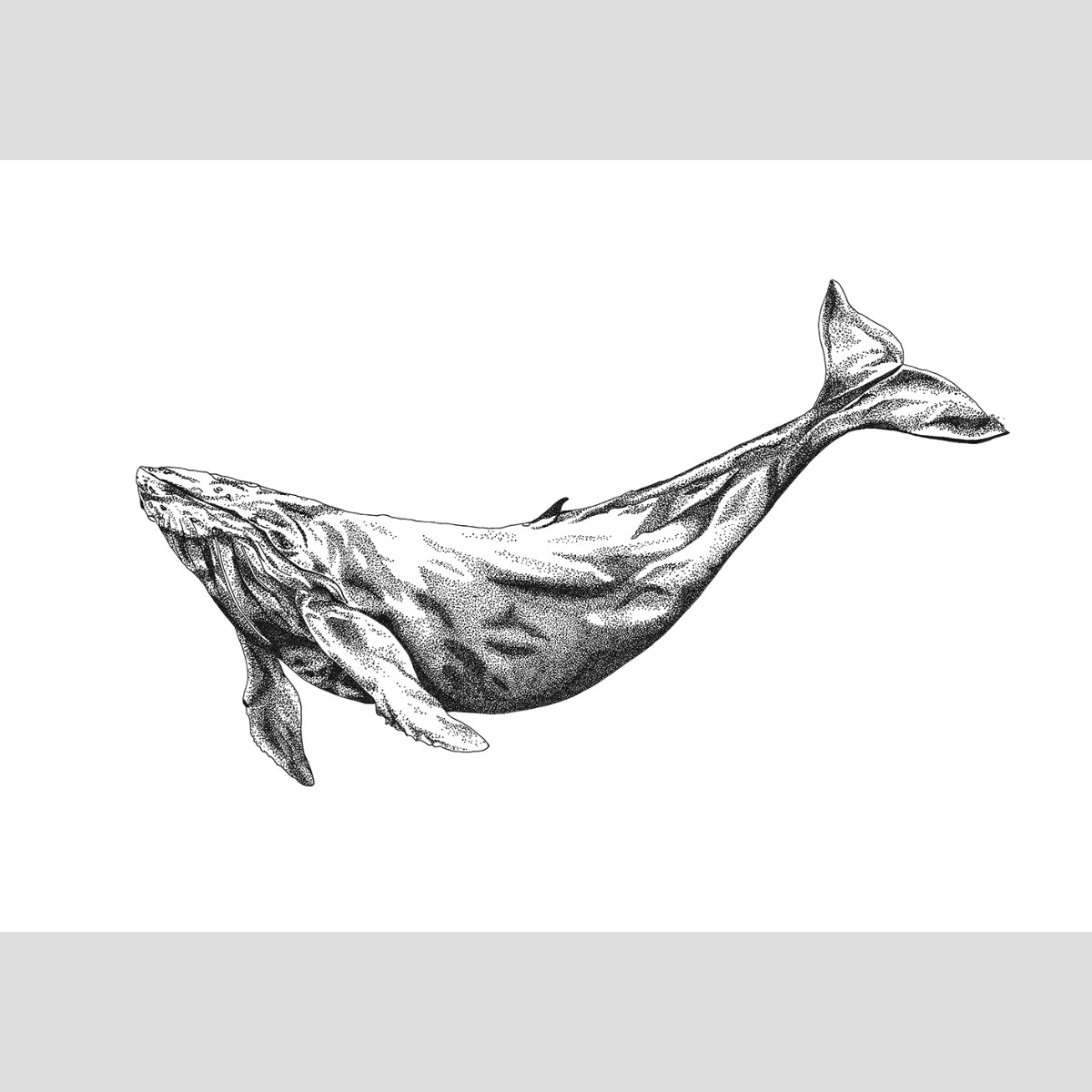 The Humpback Whale - Fine Art Print