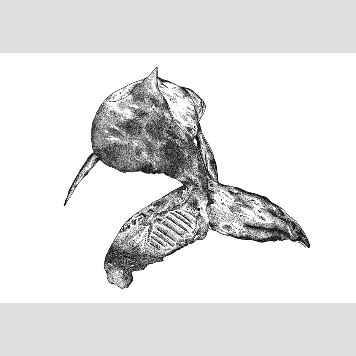 The Whale Tail - Fine Art Print