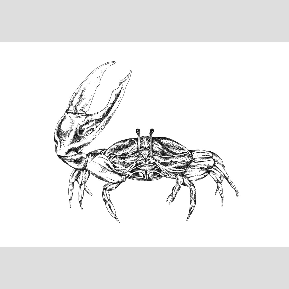 The Crab - Fine Art Print