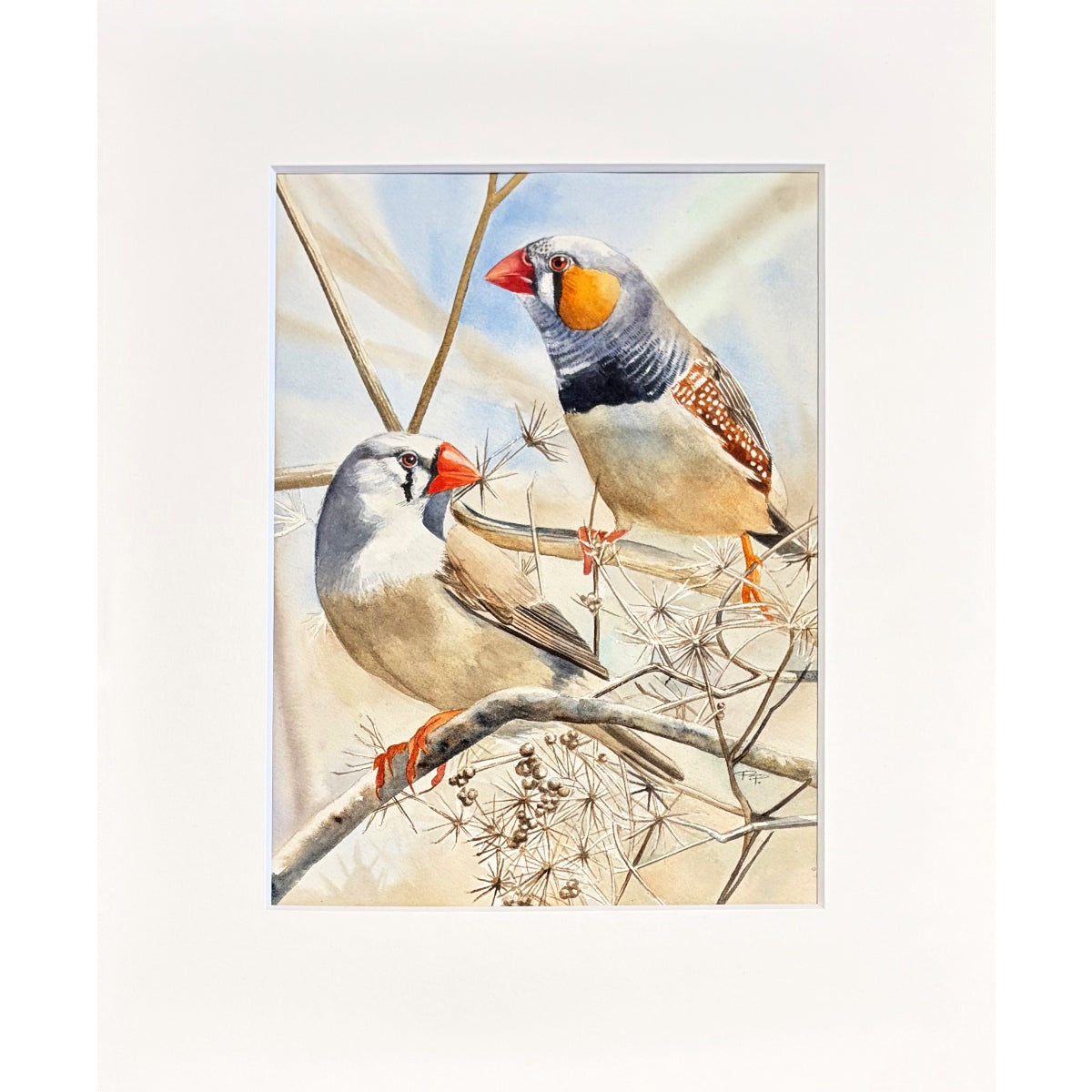 Zebra Finches