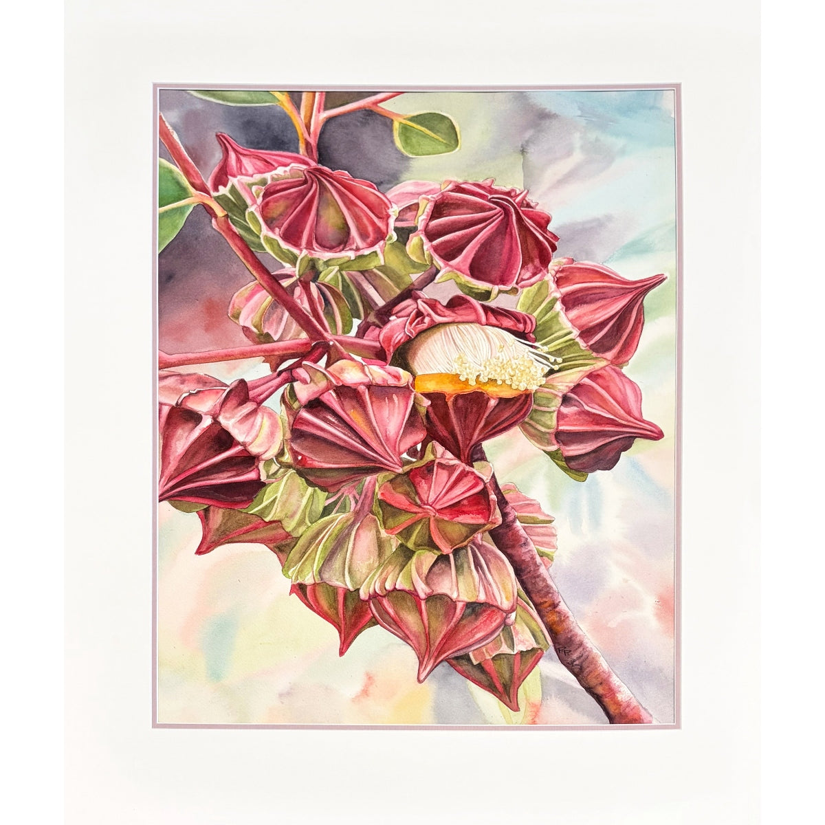 The King's Geometry (Eucalyptus Kingsmillii)