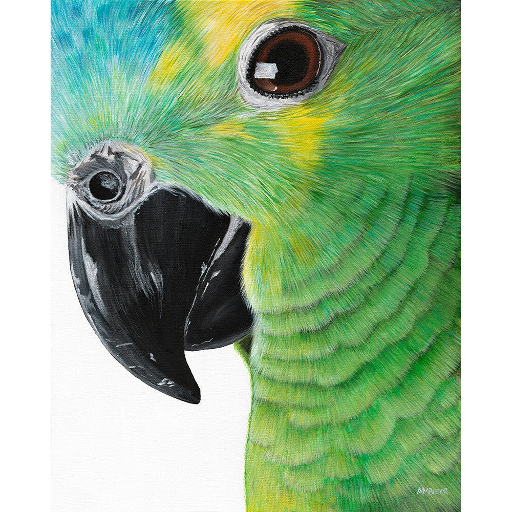 Anne-Marie Bloor Amazon Parrot Fine Art Print