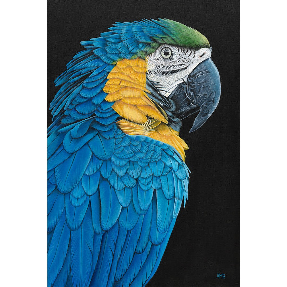 Anne-Marie Bloor Anastasia - Blue and Gold Macaw Fine Art Print