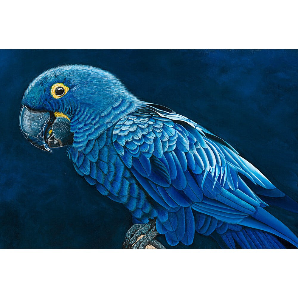 Anne-Marie Bloor Hyacinth Macaw Fine Art Print