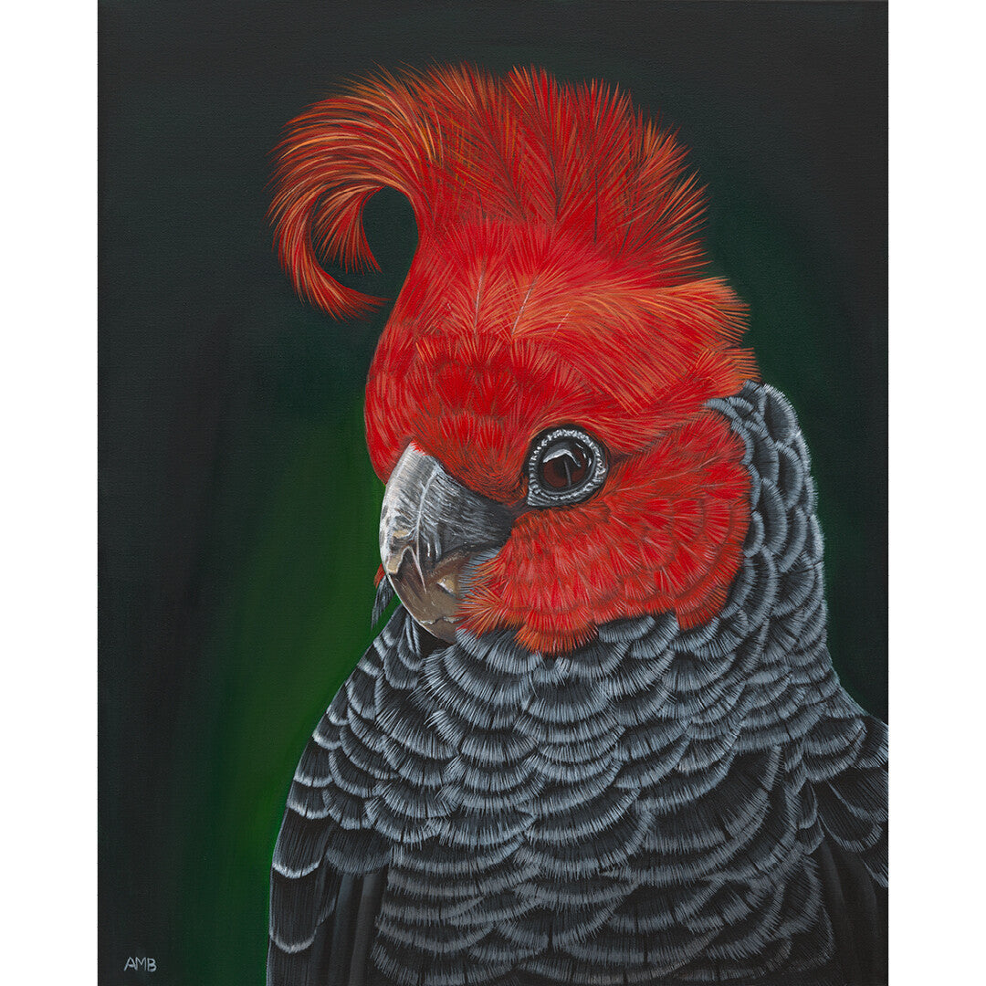 Anne-Marie Bloor Redmond Gang Gang Cockatoo Fine Art Print
