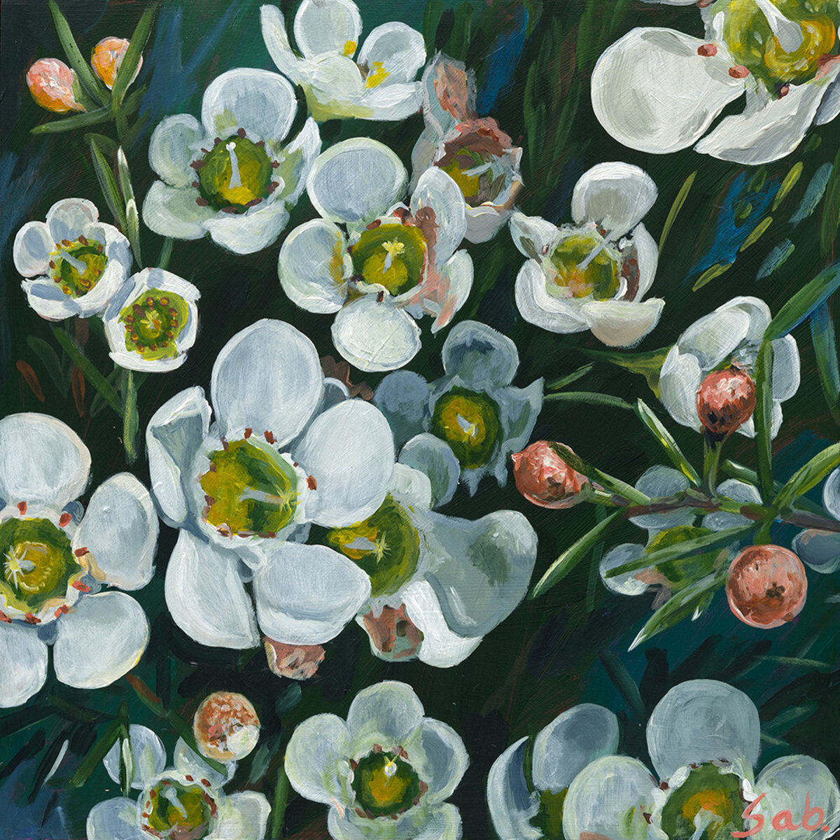 Geraldton Wax Cluster - Paper Print