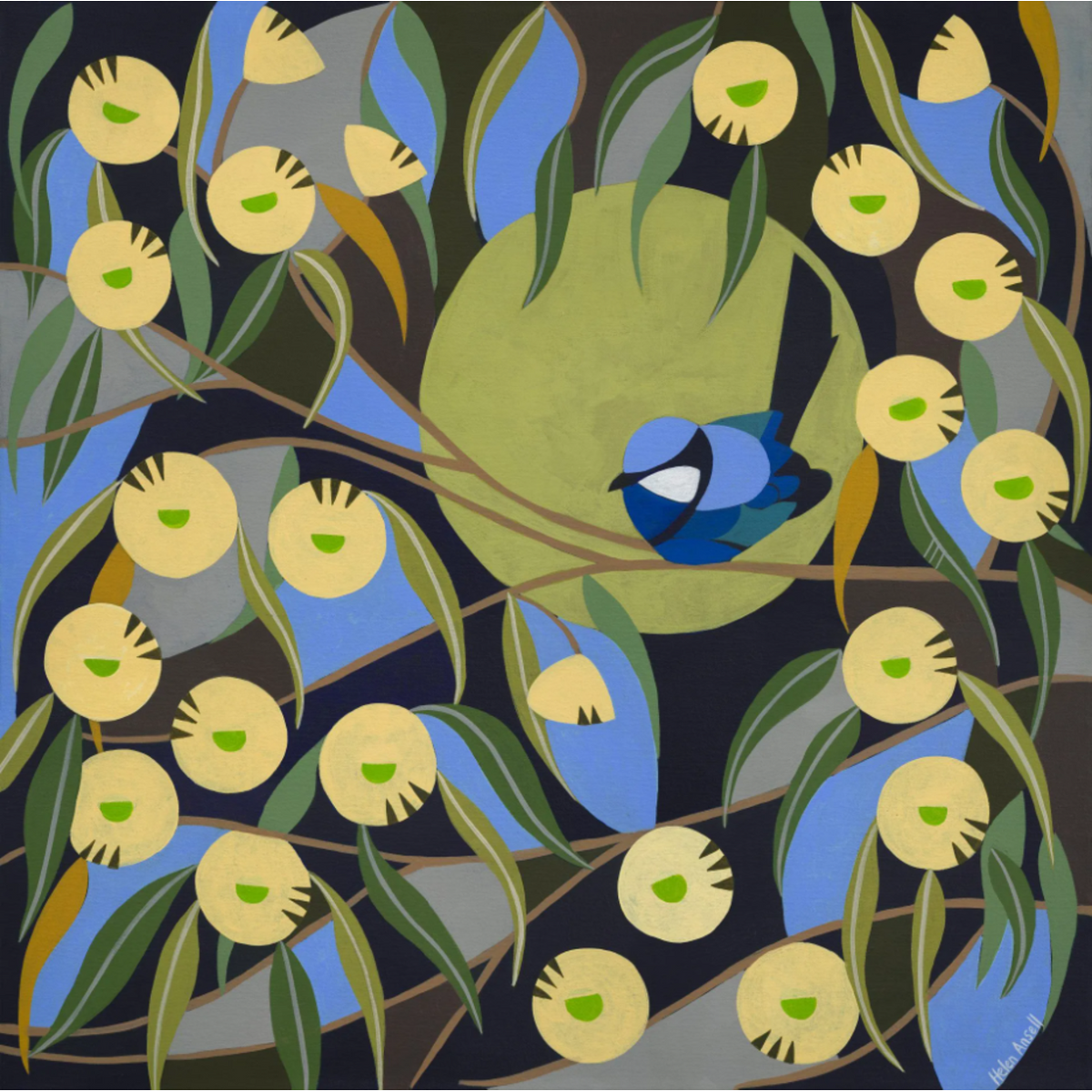 Blue Wren among the Marri Blooms