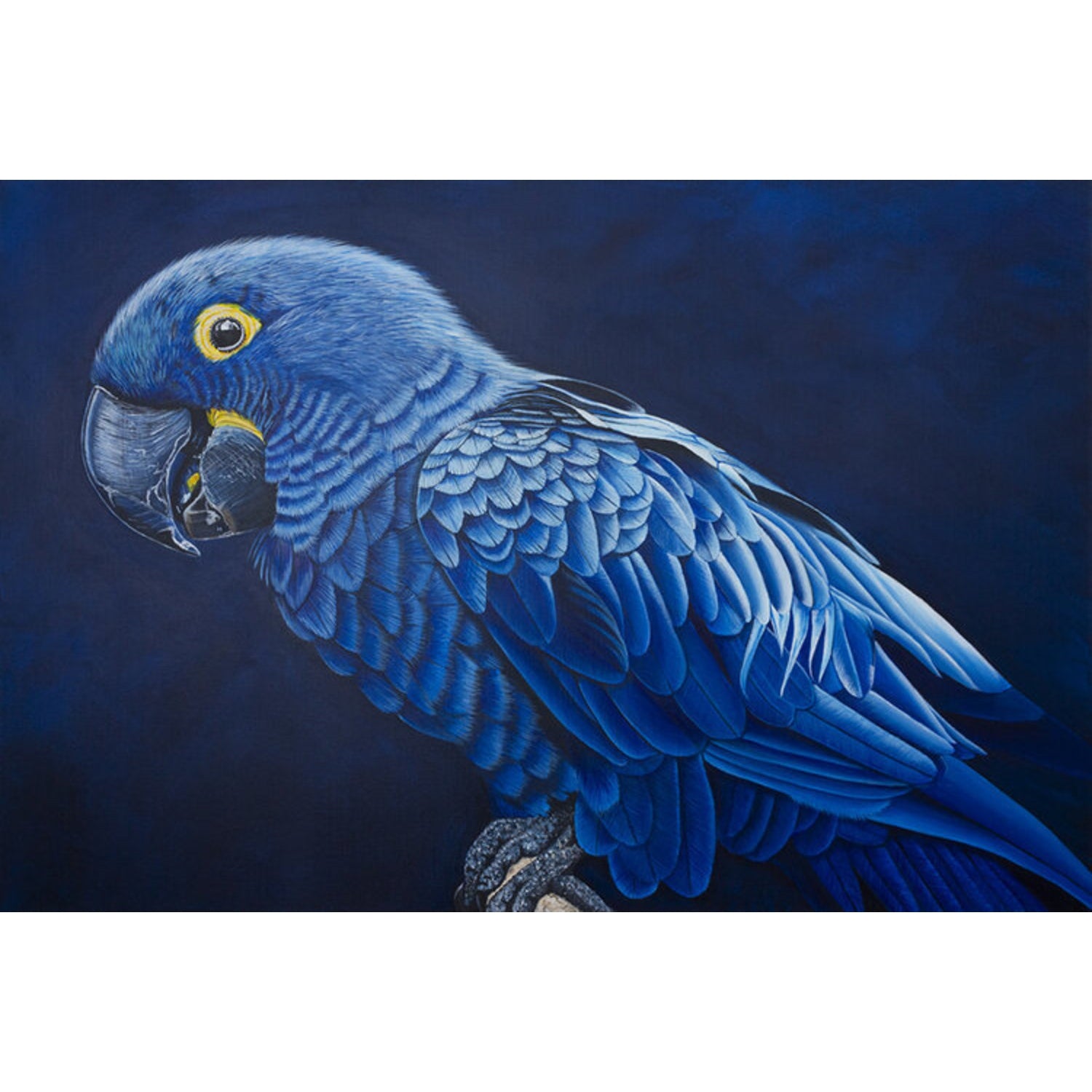 Hyacinth Macaw - Acrylic on canvas